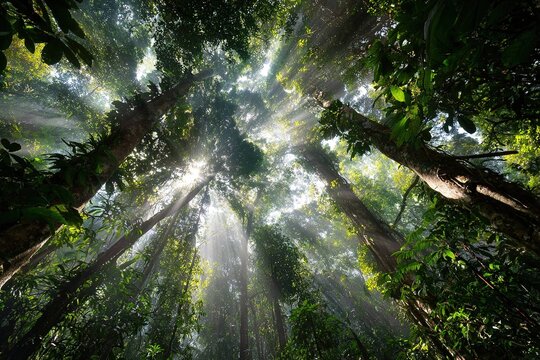 sunlight piercing through dense rainforest canopy