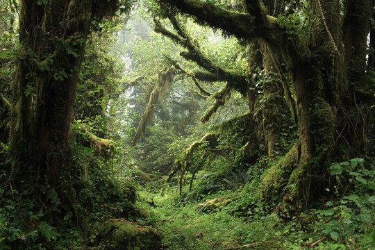 thick rainforest covered in moss, lianas, and ferns
