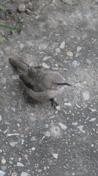 Small brown babbler bird searching for food on a stone ground