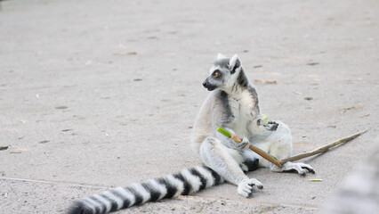 Ring-Tailed Lemur Sitting on Ground Eating a Bamboo Stick © blueringmedia