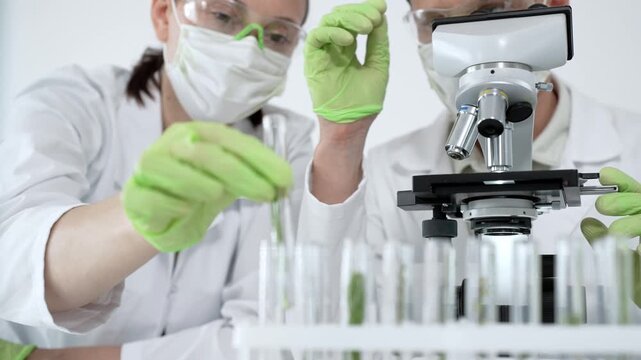 Two scientists performing detailed research in a laboratory environment, one carefully examining samples under a microscope while the other inspects a test tube with a plant specimen