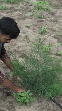 Farmer weeding and caring for a young conifer or casuarina plant in a field