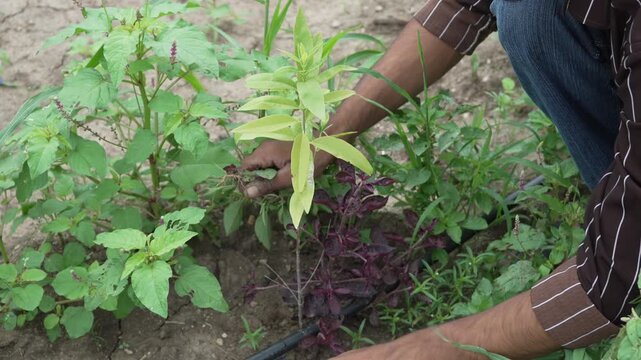 Farmer tending and weeding around a young sandalwood plant in a farm field