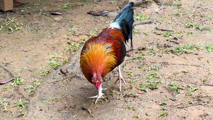 Colorful Wild Rooster Foraging on Muddy Ground in Palau © blueringmedia