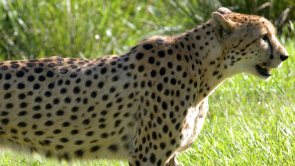 Side Profile of a Cheetah Standing in a Sunny Grassy Field © blueringmedia
