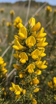 Vibrant yellow gorse flowers in full bloom against a natural backdrop.