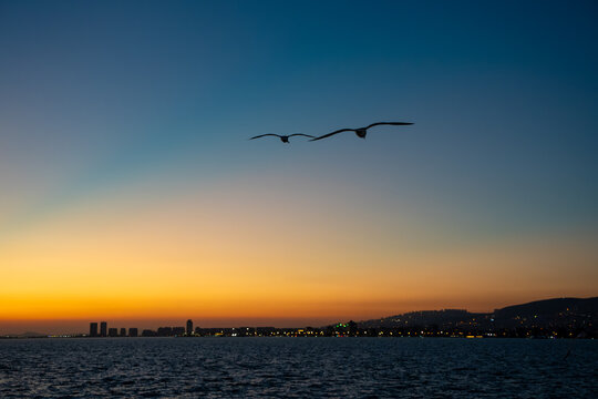 Seagulls flying over Izmir Bay at sunset.