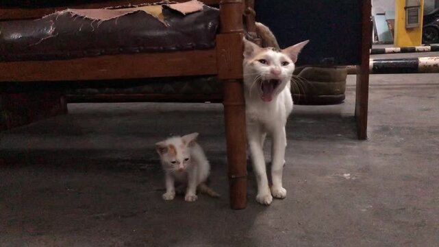 A protective mother cat yawning and meowing while standing next to her small kitten under a chair.