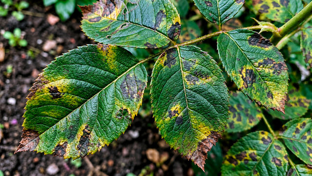 Close-up of rose leaves infected with black spot disease. Fungal infection causing yellowing and dark lesions on green foliage. Plant pathology and gardening problem concept