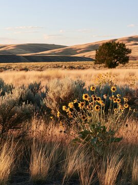 Sagebrush meadow light highlights sunflowers under blue skies