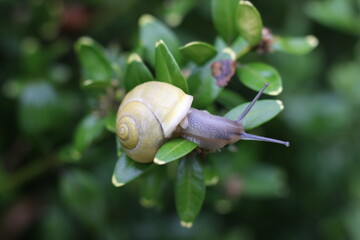 A small snail with a light yellow shell crawling on a green leaf © Mateusz