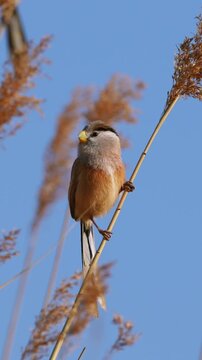 Close-up of a wild male bearded reedling bird perched on a dry swaying reed stalk against a clear blue sky in a natural wetland habitat
