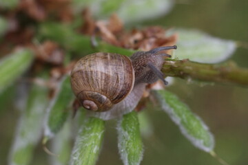 A small snail slowly crawls along a thin branch with green leaves. The snail has a spiral shell and is moving towards the right side of the image. © Mateusz