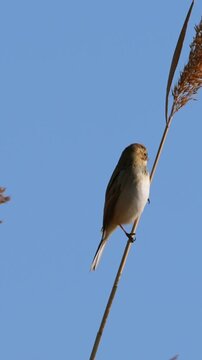 Close-up of a wild female bearded reedling bird perched on a dry swaying reed stalk against a clear blue sky in a natural wetland habitat