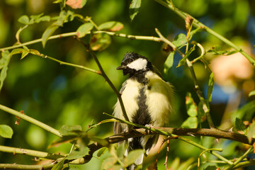 Great tit perched on a thorny rose branch with its feathers slightly fluffed, surrounded by green leaves and stems in sunlight © in_colors