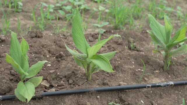 Young turmeric or ginger green sapling plants growing in a row with drip irrigation in a farm field