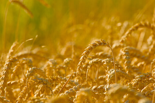 Ripe wheat ears growing densely in a field, with a curved grain head standing above the surrounding crop and golden stalks