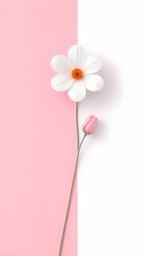 pink daisy flower on white background