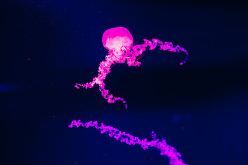 Bright pink jellyfish swims in dark water at aquarium showing tentacles and body shape © ir1ska
