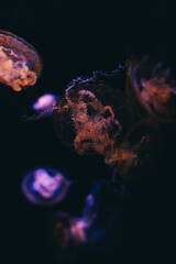 Colorful jellyfish swim in dark water during an aquarium display showcasing marine life in an urban center © ir1ska