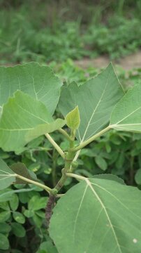 Young fig plant or sapling with broad green leaves and small immature fruit growing in a garden