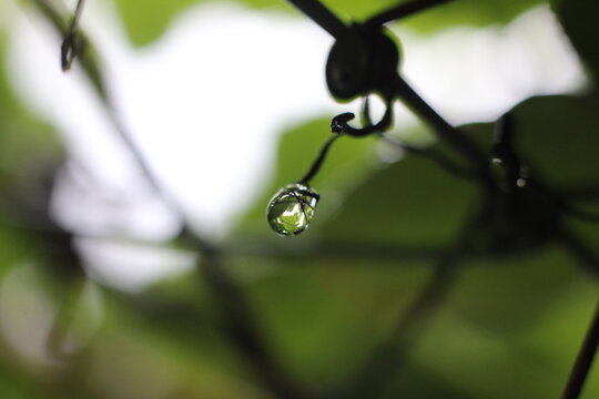 A single water drop clinging to a thin vine with soft green foliage in the background. The drop reflects the surrounding environment, appearing crystal clear