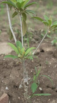 Young grafted sapodilla or chikoo fruit tree sapling growing in an agricultural field