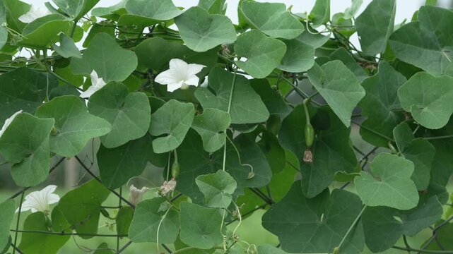 Bottle gourd vine with white flowers and young hanging gourds growing on a trellis