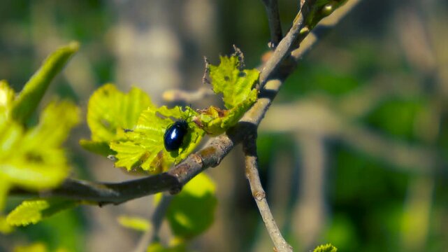 Small blue alder leaf beetle crawling on green tree leaf in forest.