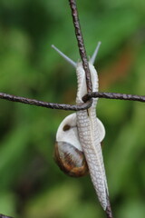 A small snail with a brown shell slowly climbs up a rusted wire fence, its body textured and grey. The background is softly blurred with shades of green, suggesting a garden or natural setting © Mateusz