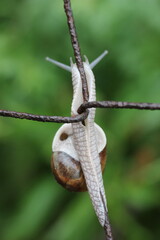 A snail clinging to a wire fence with a green blurry background. The snail is light brown and has a spiral shell © Mateusz