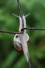 A snail clinging to a wire, with its body extended and shell visible. The background is a soft blur of green foliage © Mateusz
