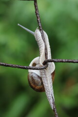 A snail slowly climbing a wire fence. The snail has a spiral shell and is moving its body along the wire. © Mateusz
