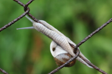A snail slowly climbing up a rusty wire fence, its body extended against the weathered metal © Mateusz