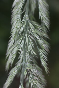 Close up of a delicate grass seed head, showcasing its intricate details and soft textures against a blurred green background. The fine strands sway gently.