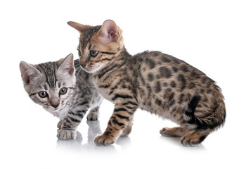 bengal kitten in studio © cynoclub