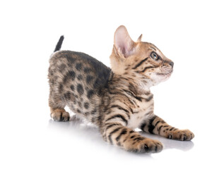 bengal kitten in studio © cynoclub