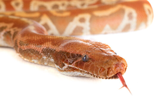 Python brongersmai in studio