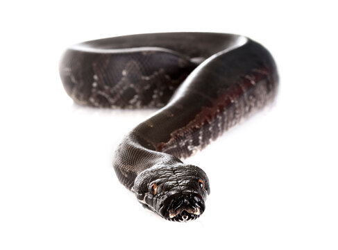 Python curtus in studio
