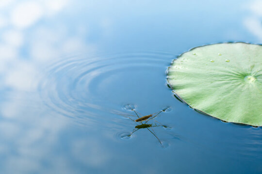 Water strider insect on calm blue water with lily pad, nature and aquatic ecosystem concept