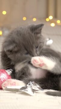 Active grey kitten playing with Christmas ornament, shaking paws. Playful Fluffy domestic cat playful activity backdrop. Christmas pet lifestyle content. Cozy winter holiday blogging