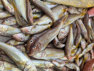 Fototapeta premium Fresh Mediterranean Red Mullet Market Abundance
