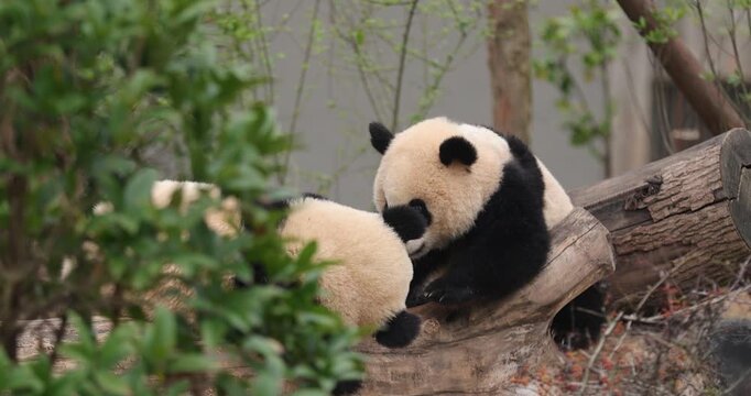 Giant pandas playing in the zoo