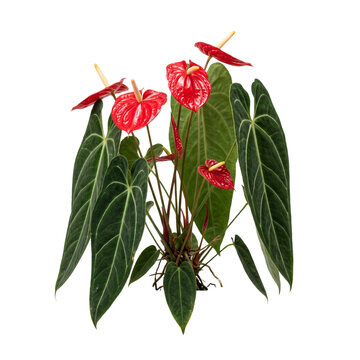 Anthurium warocqueanum queen anthurium plant with vibrant red spathes and glossy green foliage, high resolution botanical photography, isolated on transparent background for design projects.