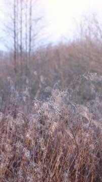 Dry wild grass stalks with fluffy seeds swaying in wind. Calm vertical nature background, autumn season meditative lifestyle. Nordic aesthetic. Wabi sabi natural texture. Beauty of wilting visual.