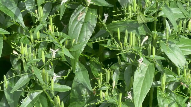 Green leaves and stems of the creat of Kariyat.Andrographis paniculata,traditional herb