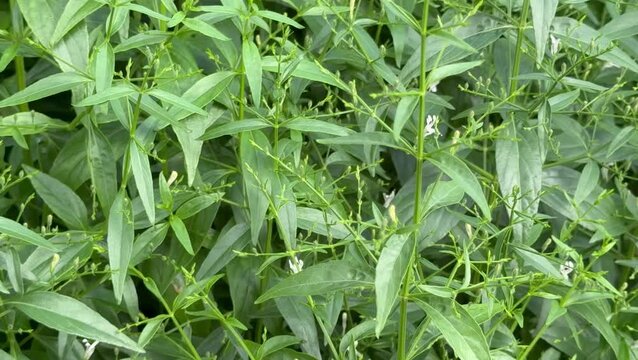 Green leaves and stems of the creat of Kariyat.Andrographis paniculata,traditional herb