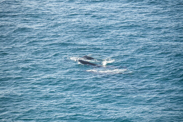 A pod of humpback whales swims through the open blue ocean water off the coast of Byron Bay, Australia. © jiriviehmann