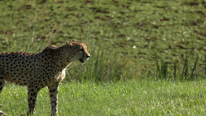 Cheetah Standing in a Lush Green Grass Field at Australia Zoo © blueringmedia