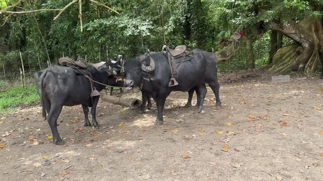 Two domestic buffaloes standing under canopy in brazilian rainforest.